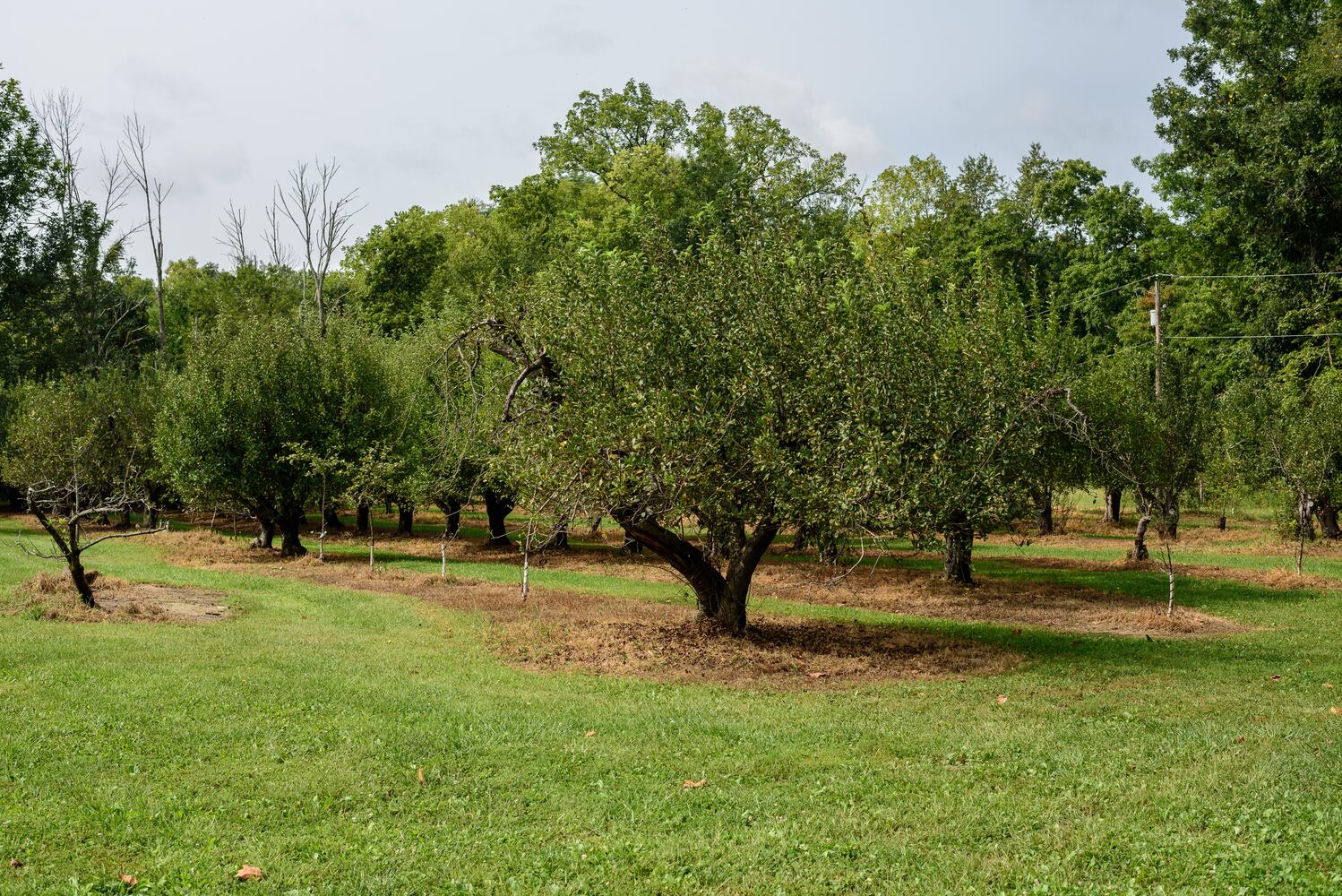Hidden Valley Orchards