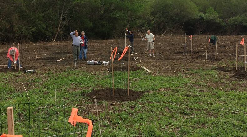 Volunteers in recent weeks have planted dozens of trees in Hamilton, including 25 American Chestnut trees and 100 redbud seedlings, some of them in honor of Arbor Day. CONTRIBUTED