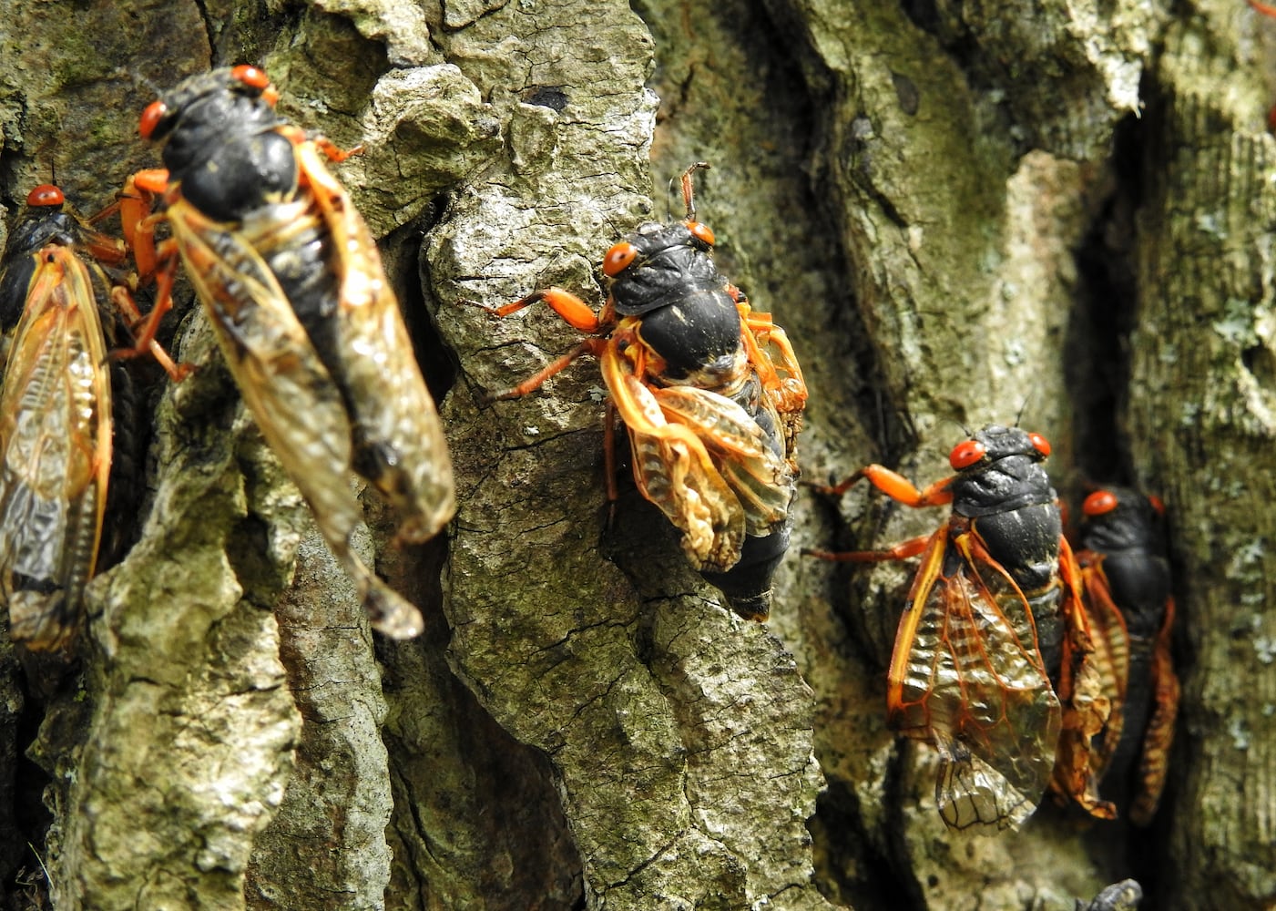052221 cicadas