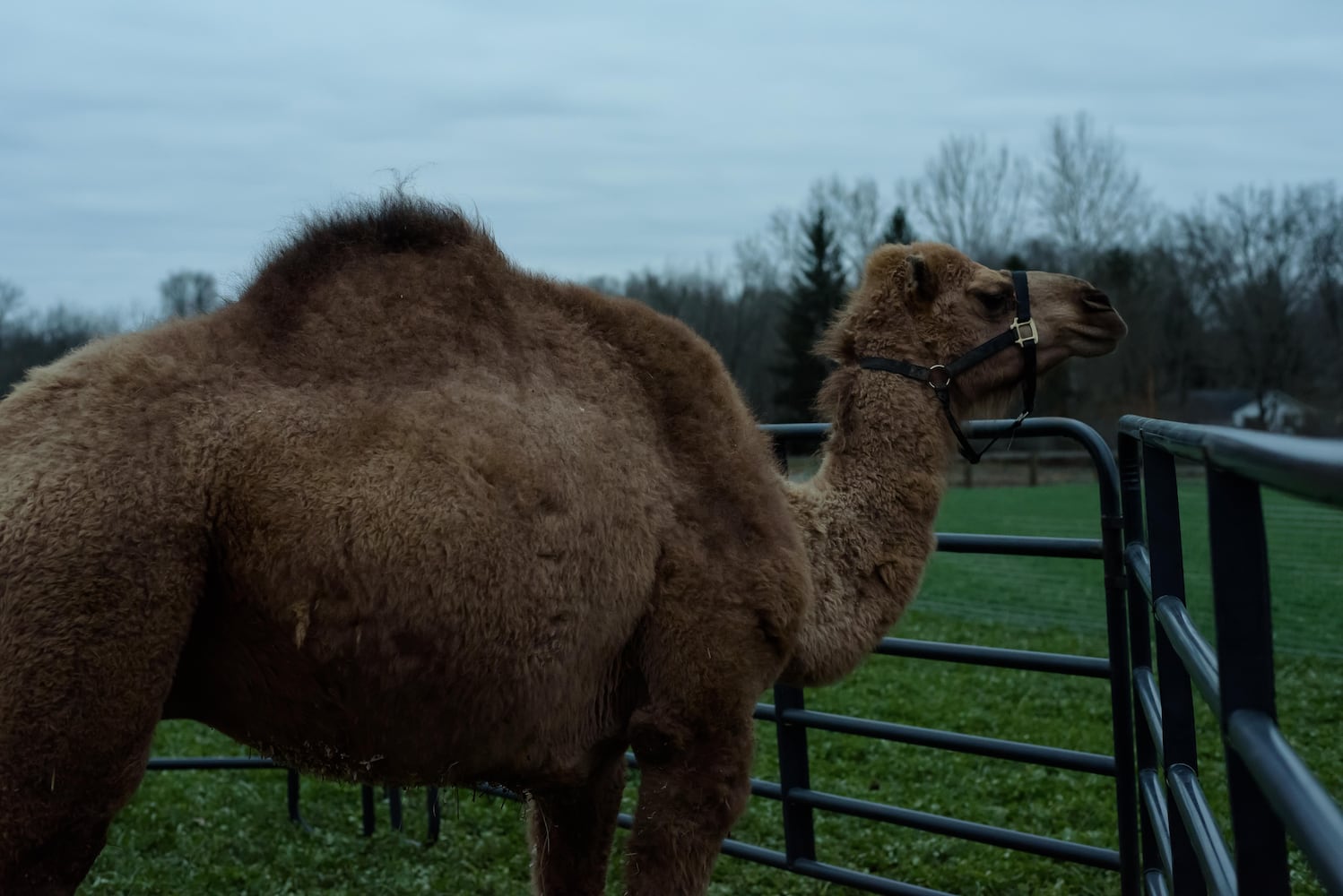 PHOTOS: Holiday Luminary Walk & Live Nativity at Hidden Valley Orchards