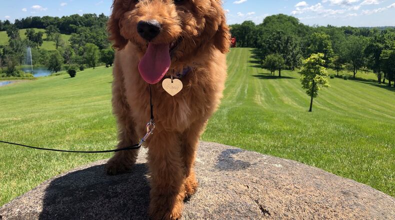During "Yappy Hour" at Pyramid Hill Sculpture Park, pet owners and their canine companions can take a walk around the350-plus acre grounds, visit with other pet lovers, and finish with a drink or a treat at the visitors center, where drinks will be available for purchase. CONTRIBUTED