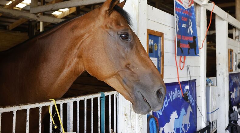A horse rests in a stall at the Warren County Fair Wednesday, July 19, 2023 in Lebanon. NICK GRAHAM/STAFF