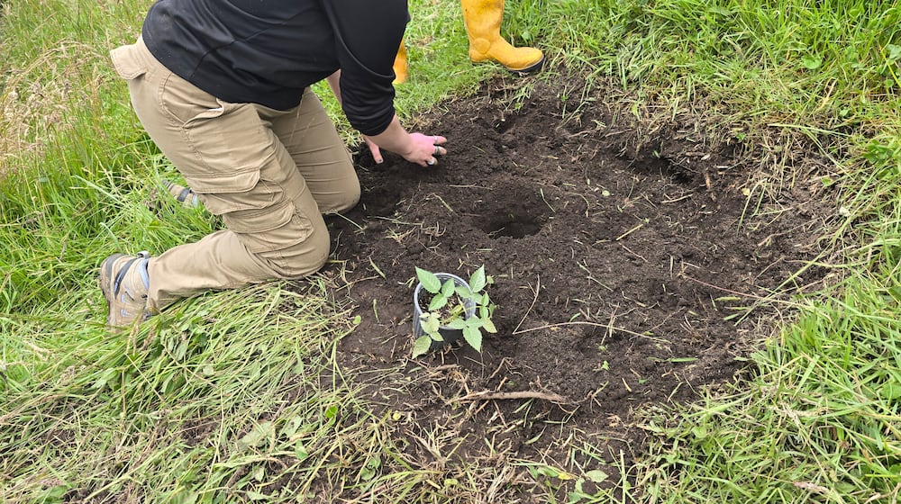 OSU student Grace Whitmore plants a blackberry in Quichinche Ecuador by digging a two-foot deep hole and planting it down one foot in the hole and covering it with well-drained volcanic soil. CONTRIBUTED