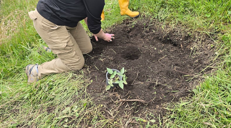 OSU student Grace Whitmore plants a blackberry in Quichinche Ecuador by digging a two-foot deep hole and planting it down one foot in the hole and covering it with well-drained volcanic soil. CONTRIBUTED
