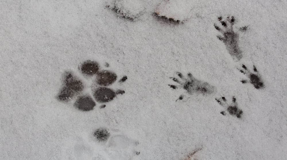 Footprints of a dog paw and the four paws of a squirrel in the snow. iSTOCK/COX