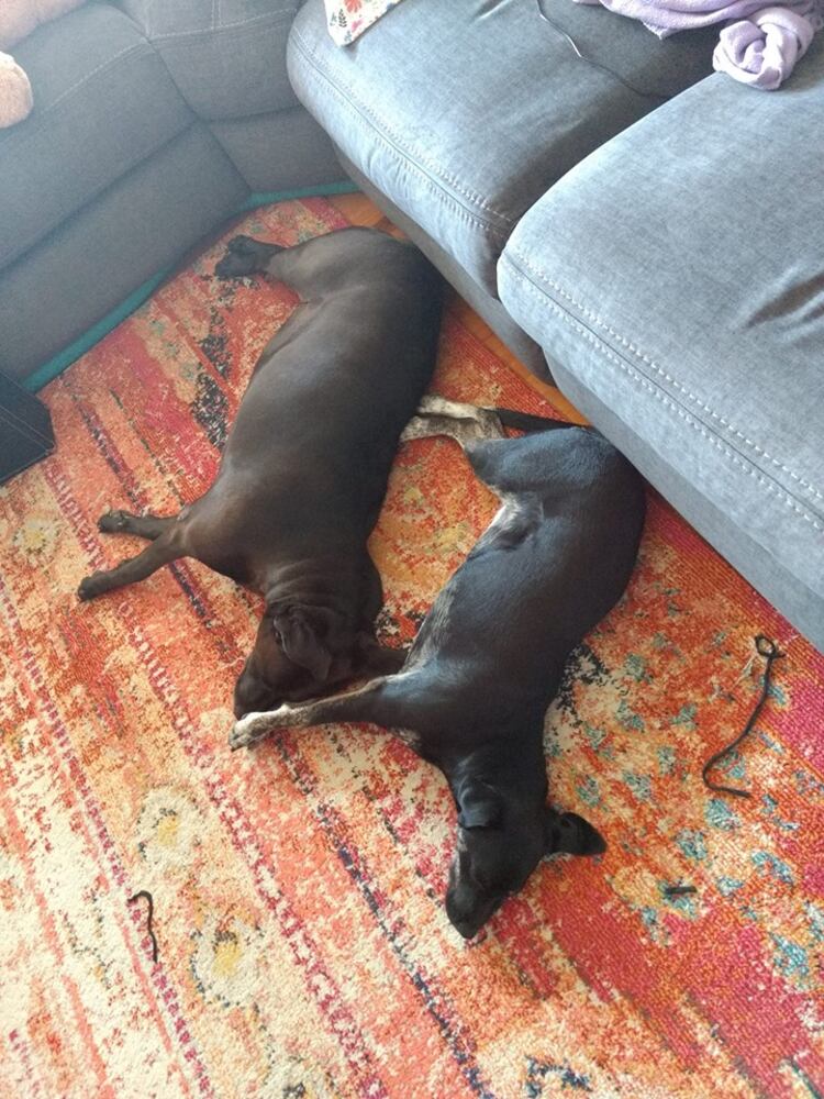 PHOTOS Readers respond to National Black Dog day post with pictures of their pets.