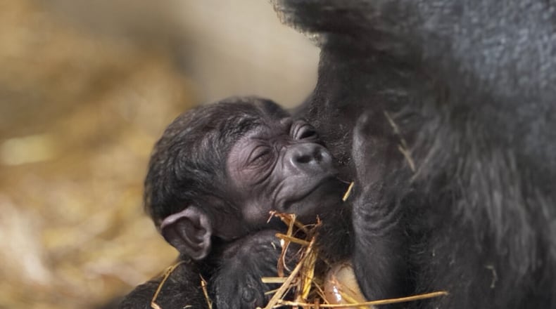 Cincinnati Zoo gorilla Gladys becomes first time mom after birth of healthy baby. PHOTO BY CINCINNATI ZOO AND BOTANICAL GARDEN