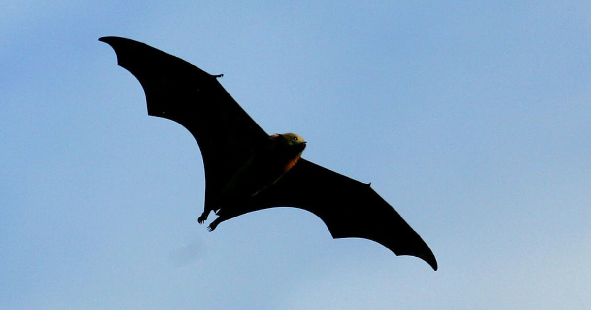 Ohio Bat Fest happening next weekend in Cincinnati