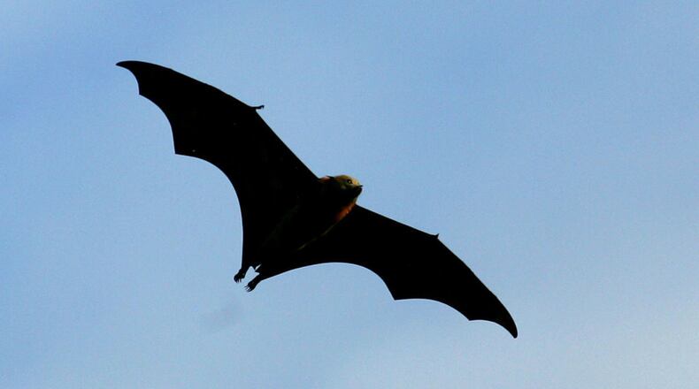 October is Bat Appreciation Month, and on Saturday, Oct. 25, from noon to 5 p.m., University of Cincinnati researchers will host the 2025 Ohio Bat Fest at Cincinnati’s Maple Ridge Lodge. FILE