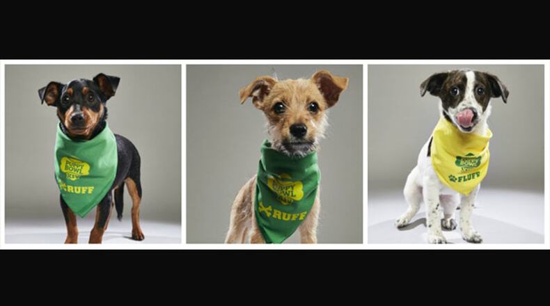 Teddy, Boomer and Bubbles are three Butler County puppies set to take the field Feb. 4 in Puppy Bowl XIV.