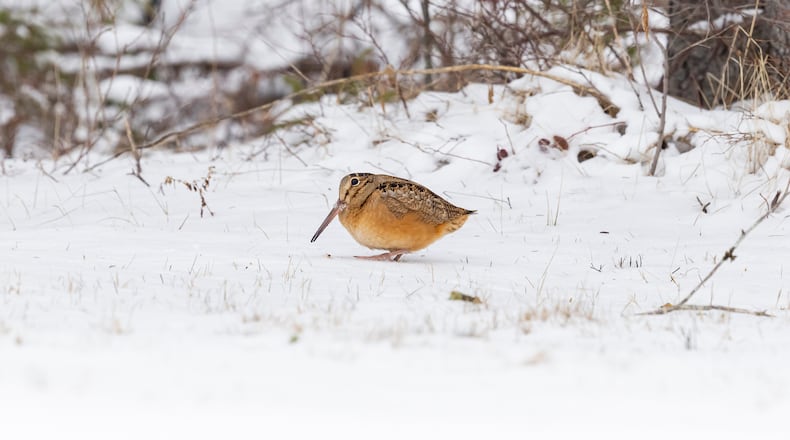An American Woodcock in snow. iSTOCK/COX