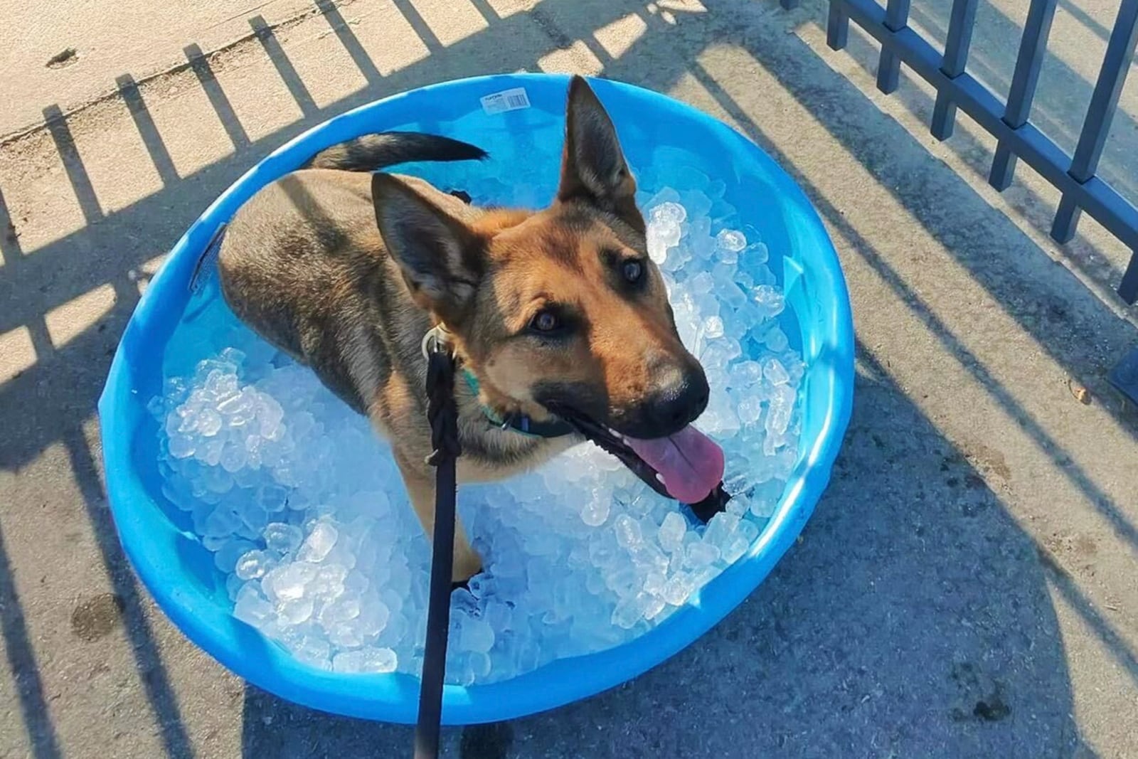 In this photo provided by Cody Schwartz, manager of 3DK9 Detection Services, K-9 Pyro cools off in a kiddie pool filled with ice while working at the Club World Cup Group D soccer match between Esperance Tunisie and Chelsea in Philadelphia, Tuesday, June 24, 2025. (Cody Schwartz via AP)