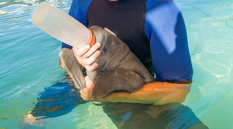 Orphaned manatee Pippen is bottle-fed at SeaWorld Orlando following his rescue.