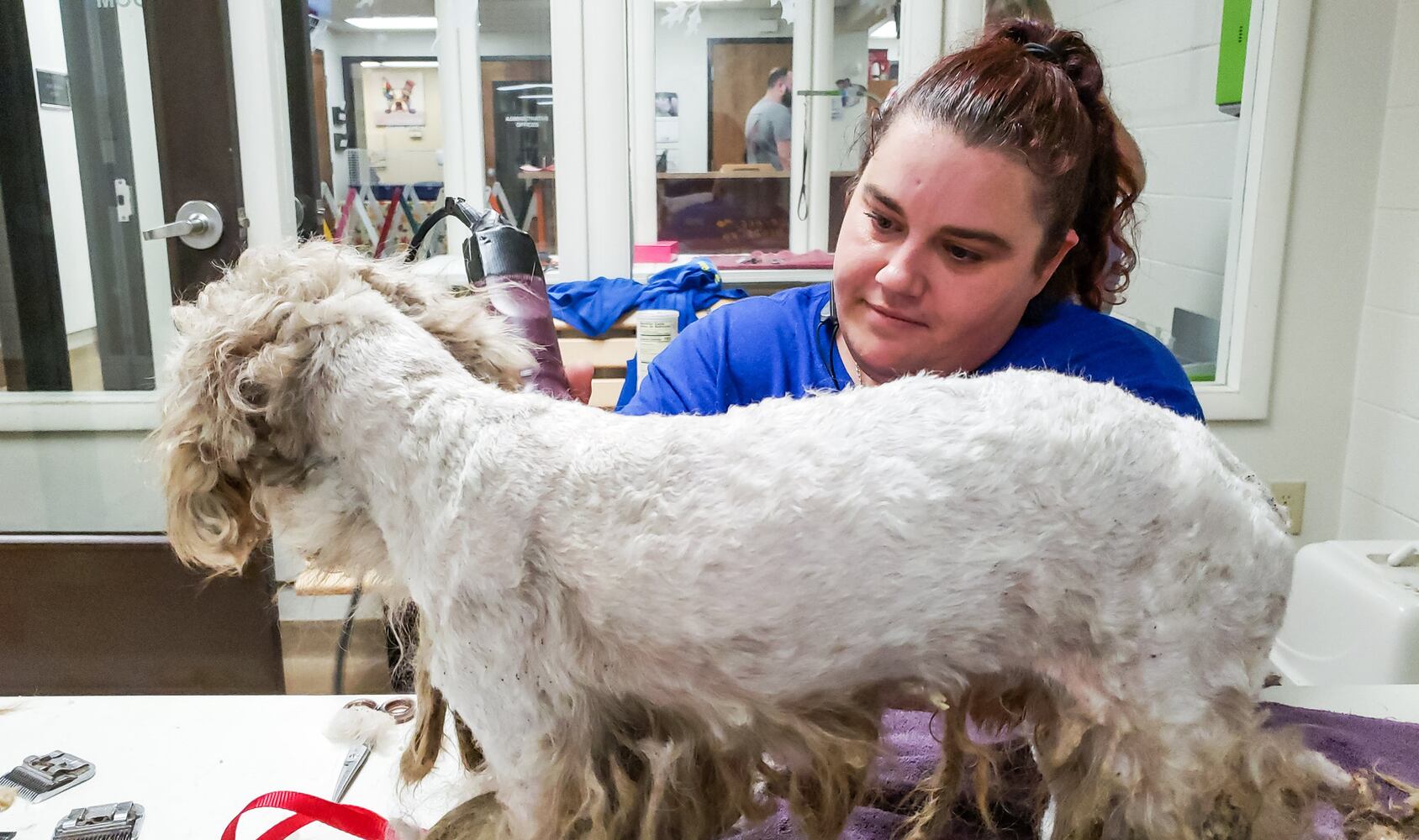 Humane Society of Warren County caring for 111 rescued poodles