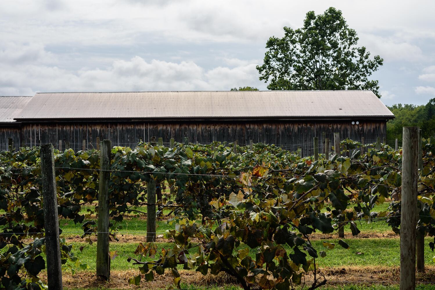 Hidden Valley Orchards