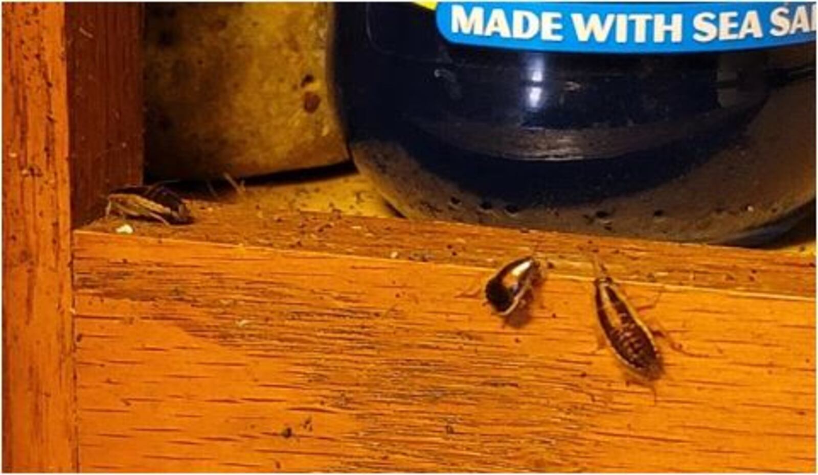 These roaches were crawling on furniture recently at the subsidized-housing Dr. Henry A Long Tower in Hamilton. Nick Graham/STAFF