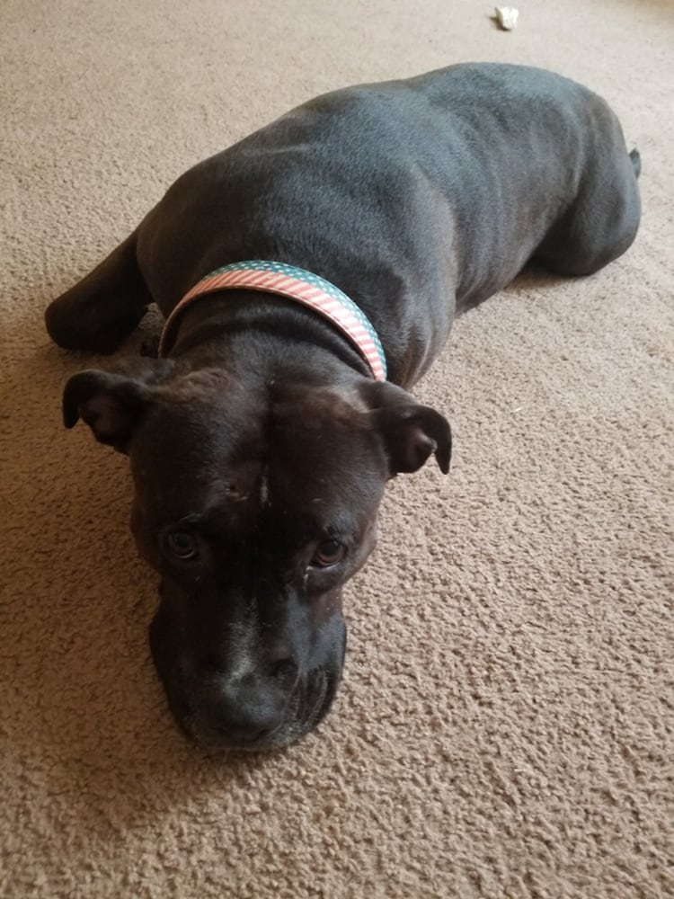 PHOTOS Readers respond to National Black Dog day post with pictures of their pets.