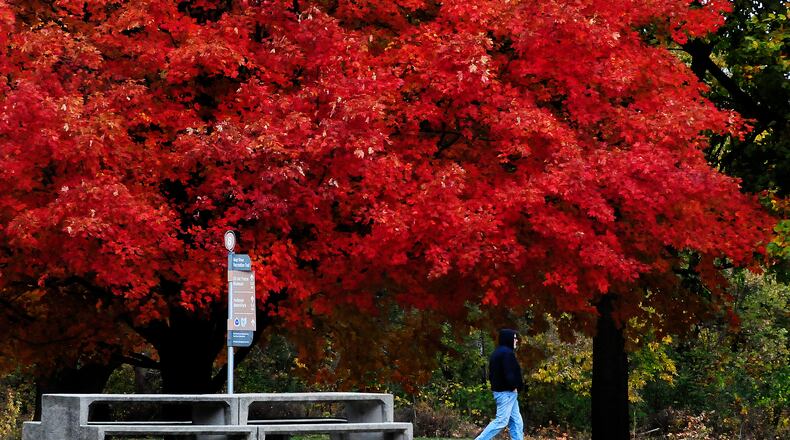 The beautiful fall color at Eastwood Metropark in Riverside Tuesday Oct. 18, 2022. MARSHALL GORBY\STAFF