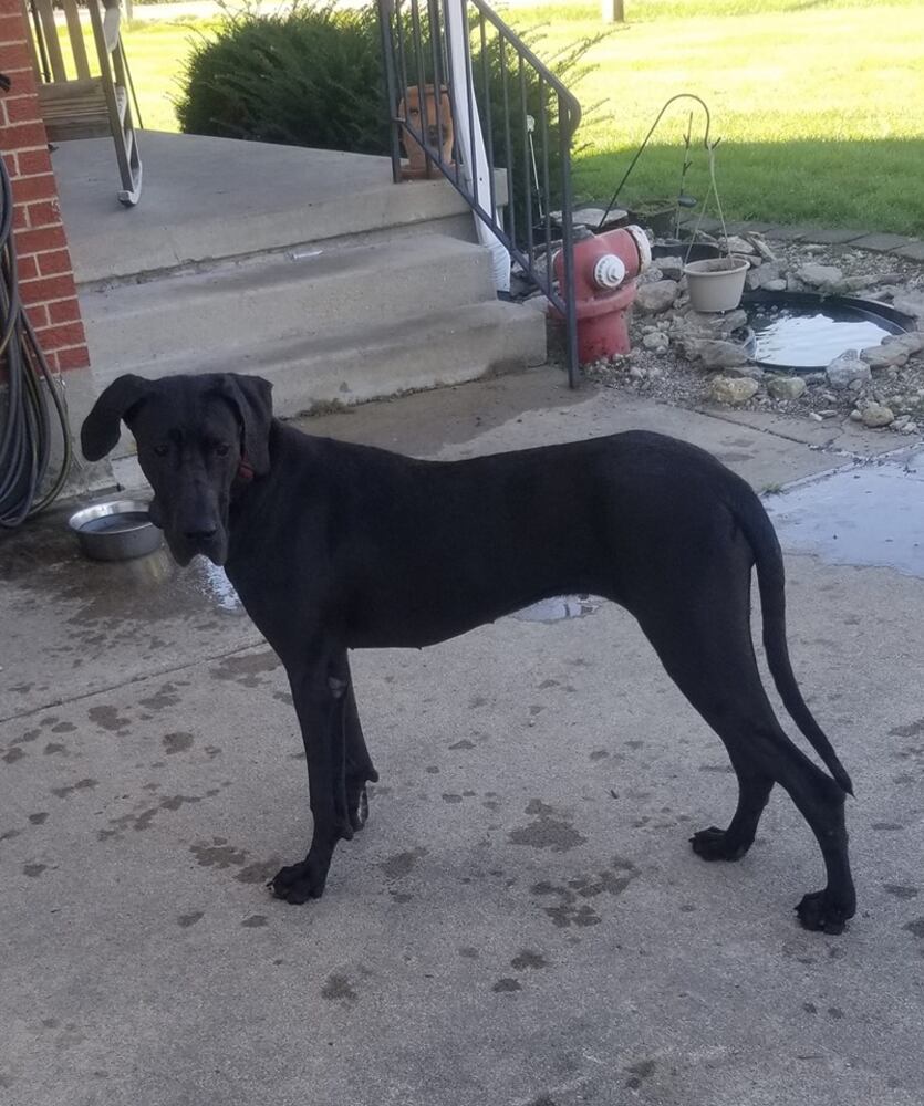PHOTOS Readers respond to National Black Dog day post with pictures of their pets.