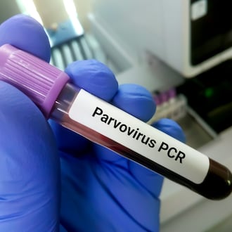 A blood sample is needed to test animals for Parvovirus. A local clinic says there has been an uptick in cases in 2025. ISTOCK