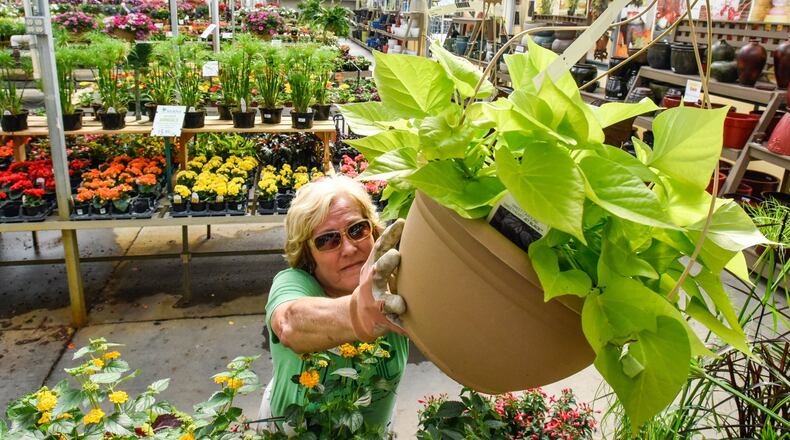 Betty Lou Barrett hangs a sweet potato vine plant at Berns Garden Center Wednesday, April 26 in Middletown. Berns Garden Center is embarking on its seventh decade in business. NICK GRAHAM/STAFF