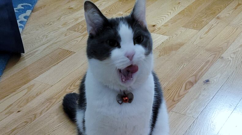 Pip demonstrating his "Jacobson" organ face. CONTRIBUTED