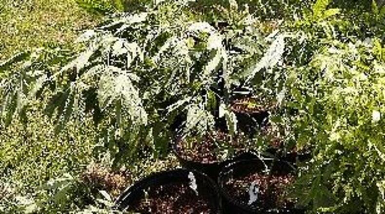 Some medical marijuana growers interested in establishing growing facilities in Monroe have made inquiries about the city’s zoning regulations. Monroe does not have a marijuana moratorium.