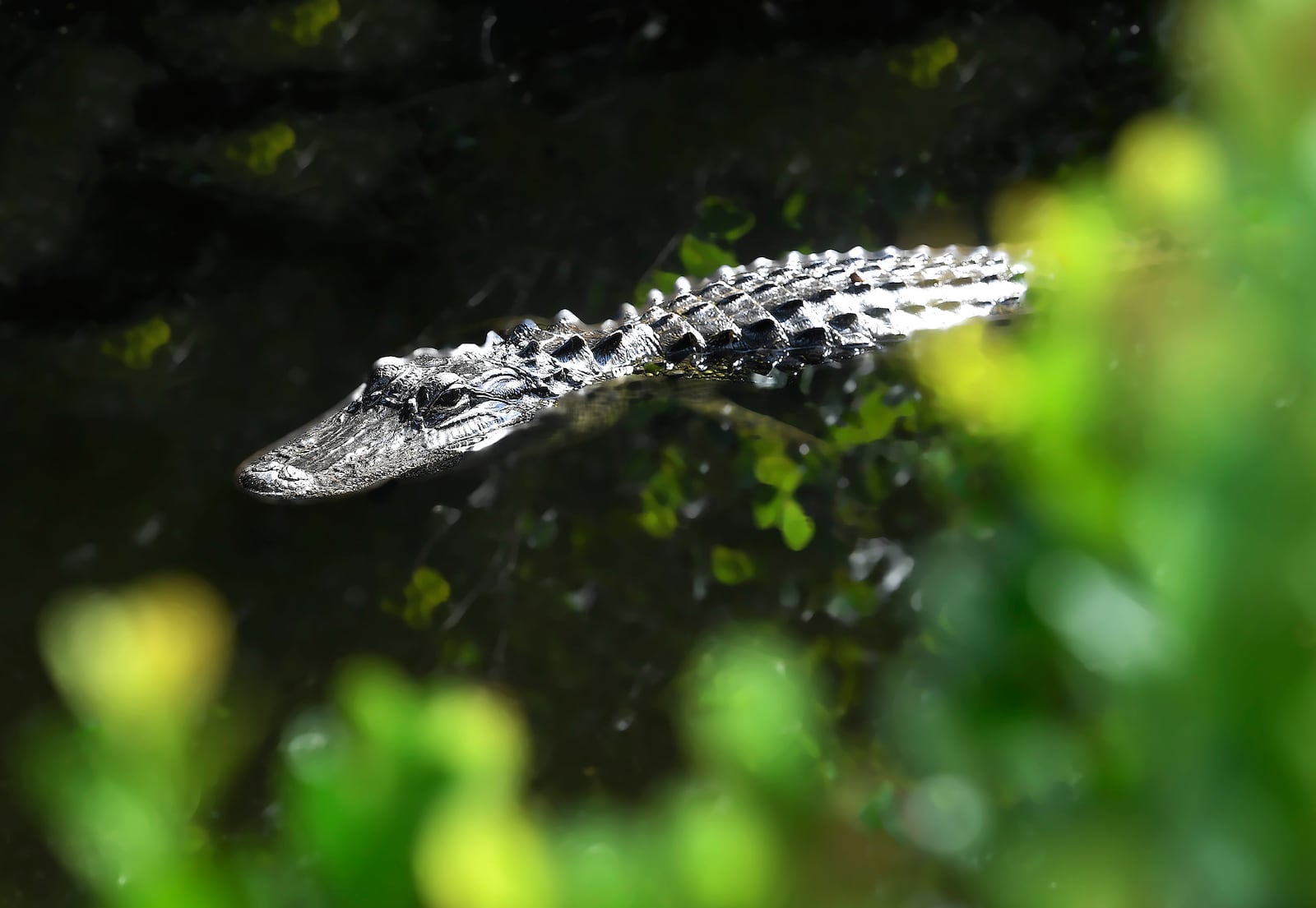 An alligator appears near the Dade-Collier Training and Transition Airport, Tuesday, July 1, 2025, in Ochopee, Fla. (AP Photo/Michael Laughlin)