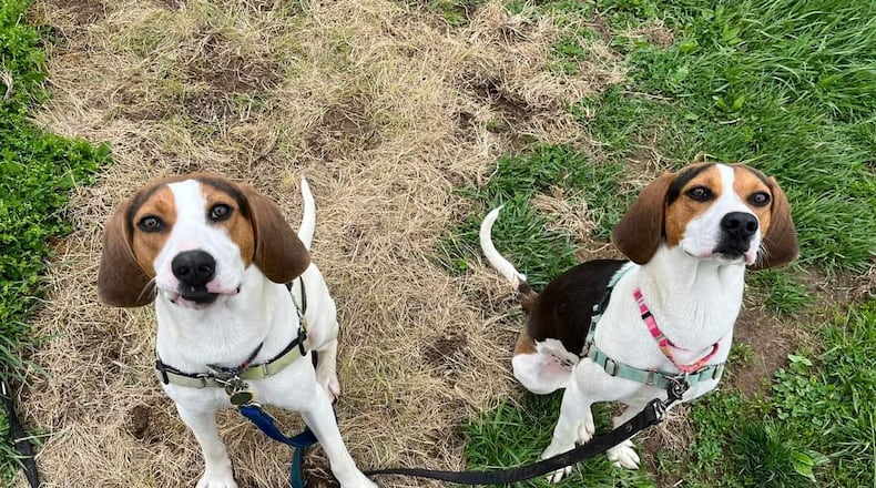 These are a couple of the pets up for adoption at Animal Adoption Foundation on 2480 Ross Millville Road in Hamilton. The nonprofit is conducting a fundraiser at Municipal Brew Works on May 14, 2022. CONTRIBUTED