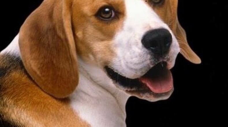 Guy, the now-famous beagle. CONTRIBUTED