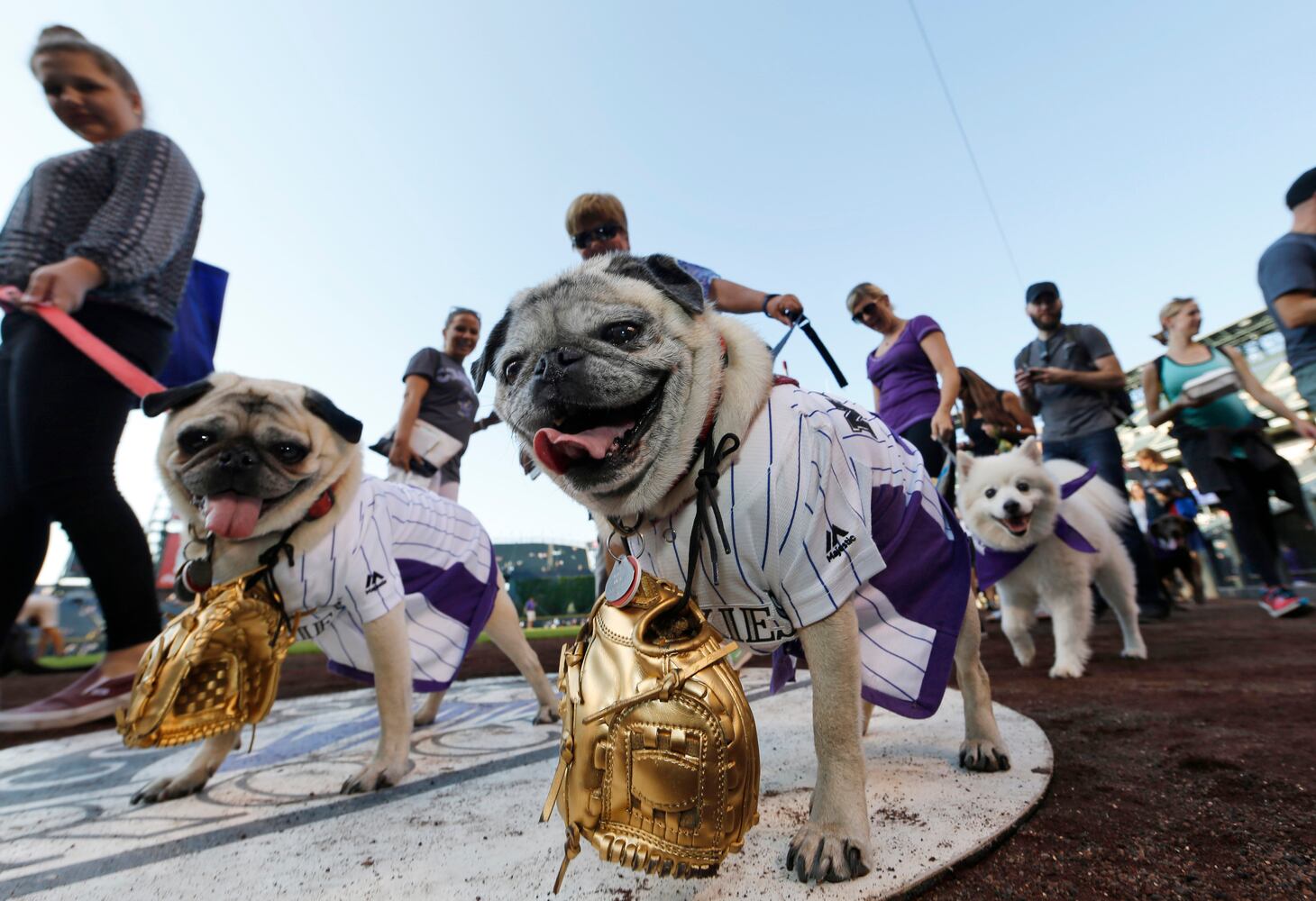 News hounds (8/20/15)