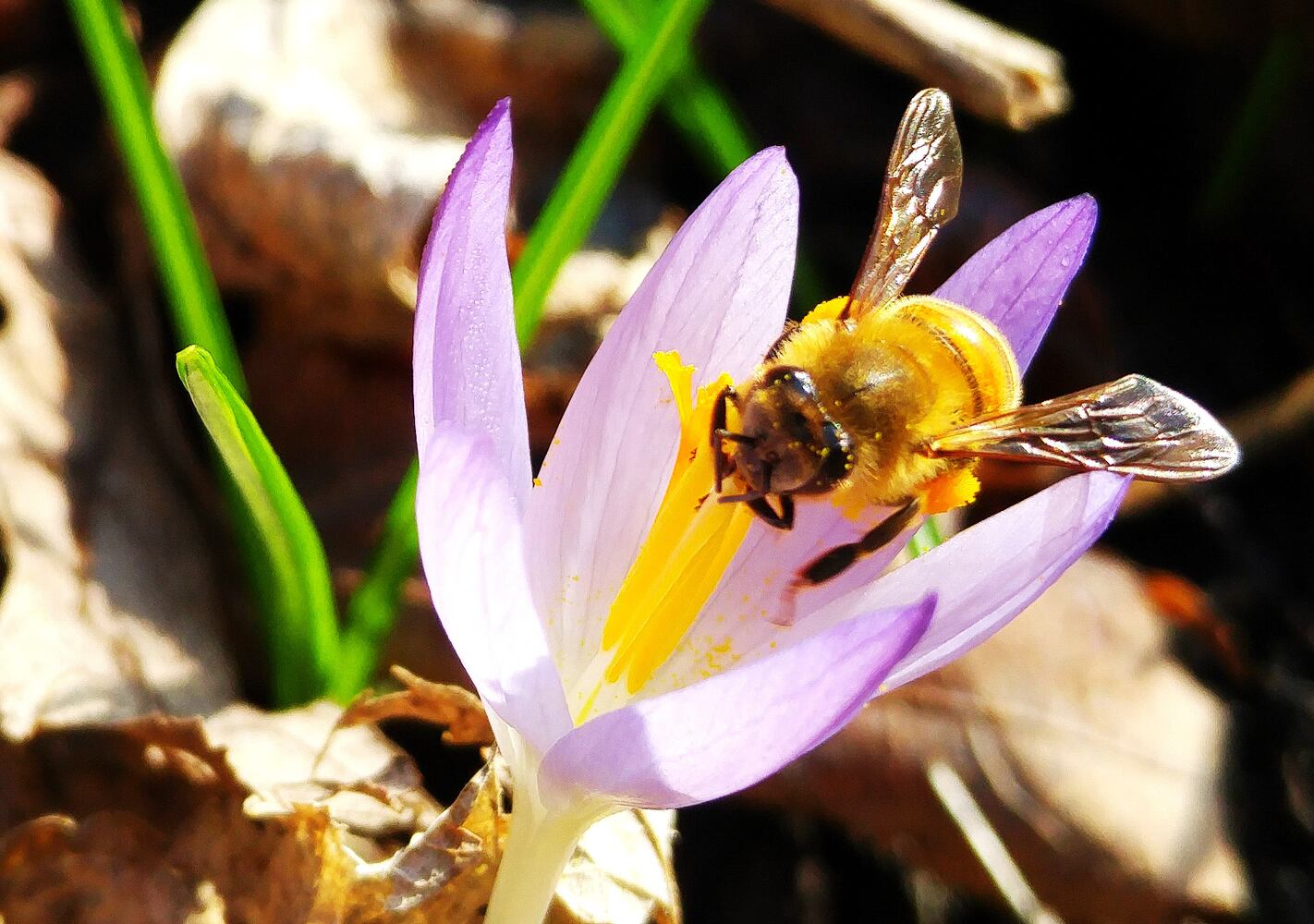 Flower photos to make you think about warmer weather around the corner