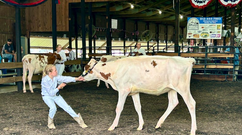 The Butler County Fair's dairy open cow show started at 9:30 a.m. Monday, July 21. This is the senior calf class. TAYLOR STUMBAUGH/STAFF