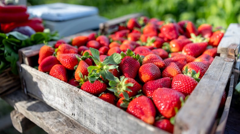 At the annual Shandon Strawberry Festival, the main draw is the strawberry shortcake. Organizers use 800 pounds of strawberries to make more than 1,100 strawberry shortcakes. STOCK PHOTO