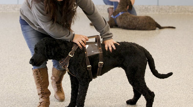 Trainers at 4 Paws for Ability in Xenia have delivered more than 1,000 service dogs to children and veterans. CHRIS STEWART / STAFF