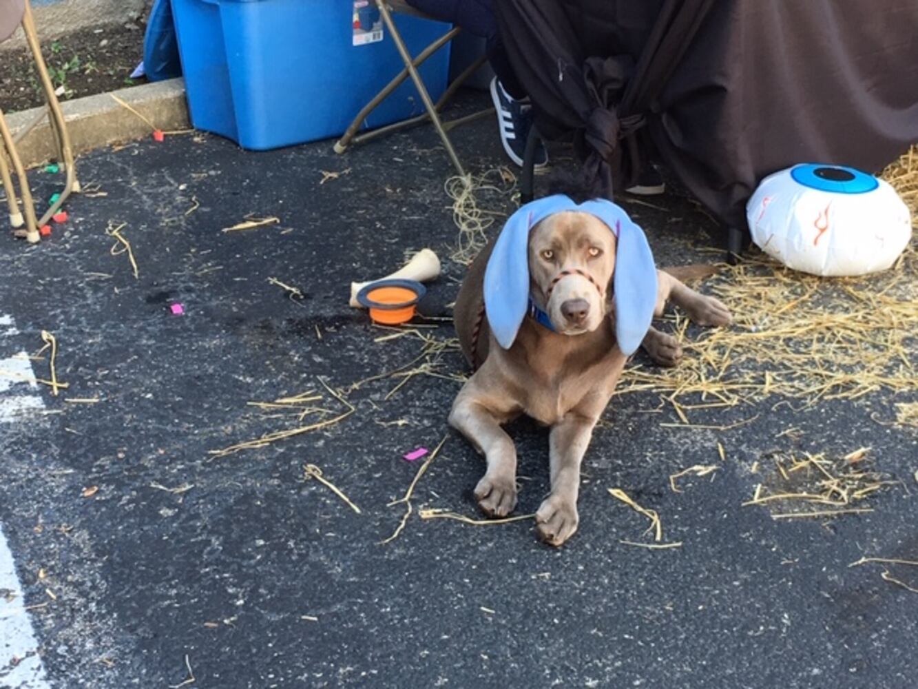 Hocus Pocus event in Middletown, 2019