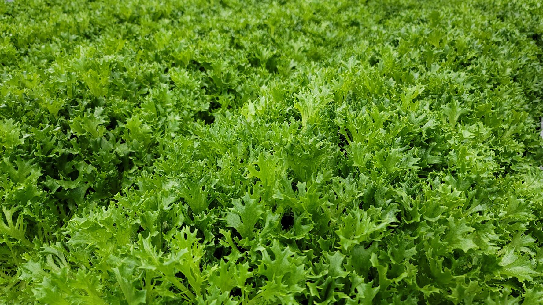 031221 80 acres kosher