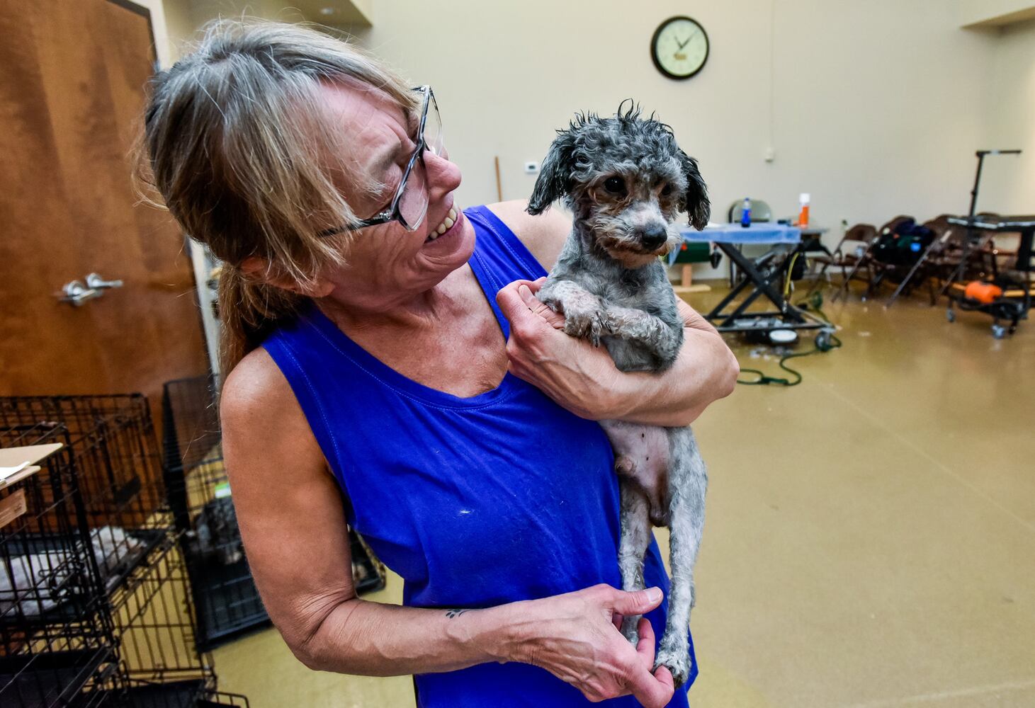 Humane Society of Warren County caring for 111 rescued poodles