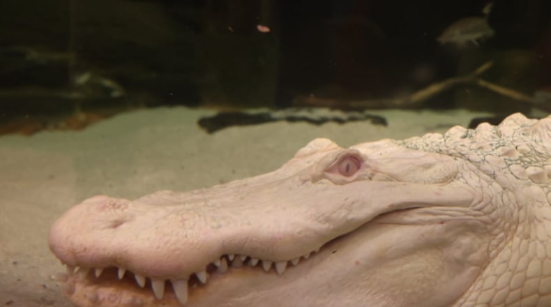 Snowball, a rare albino alligator at Newport Aquarium, died at age 21. CONTRIBUTED/NEWPORT AQUARIUM
