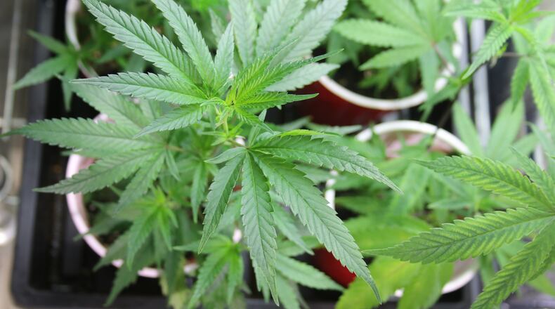 Marijuana. FILE PHOTO