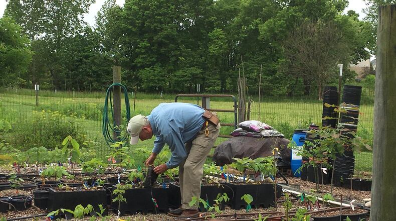 Dave Lintner is one of many volunteers who help keep the Liberty Twp. parks pristine and healthy. Over the past 15 years he has planted about 1,500 at Cherokee Park off LeSourdesville West Chester Road.