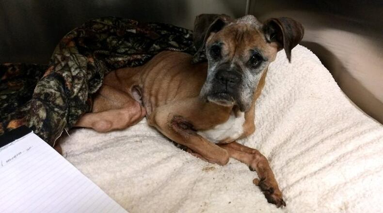 Porsche is one of two malnurished dogs recovering at Animal Friends Humane Society.