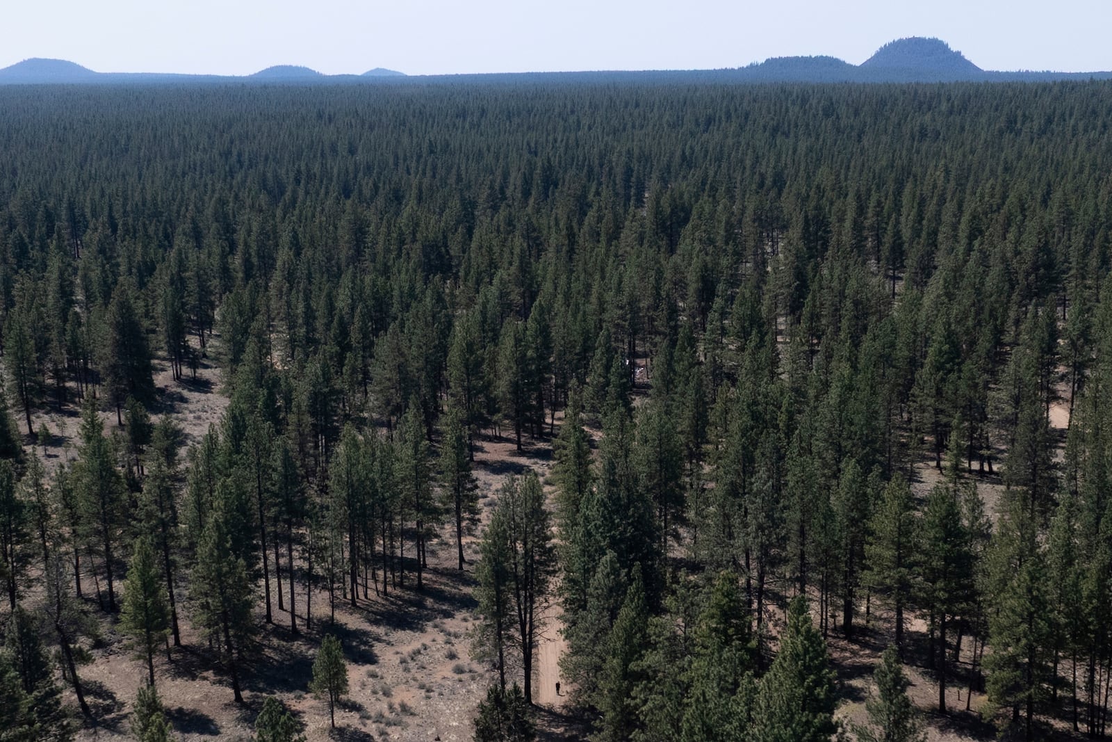 Greg Bishop, bottom center, who lived in a homeless encampment in Deschutes National Forest, walks along a dirt road to check on camp sites for residents who have not lefts the encampment on Thursday, May 1, 2025, near Bend, Ore. (AP Photo/Jenny Kane)