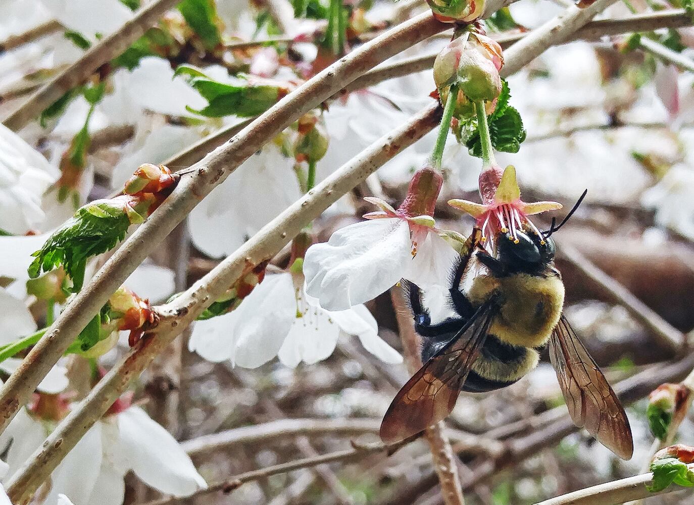 Flower photos to make you think about warmer weather around the corner