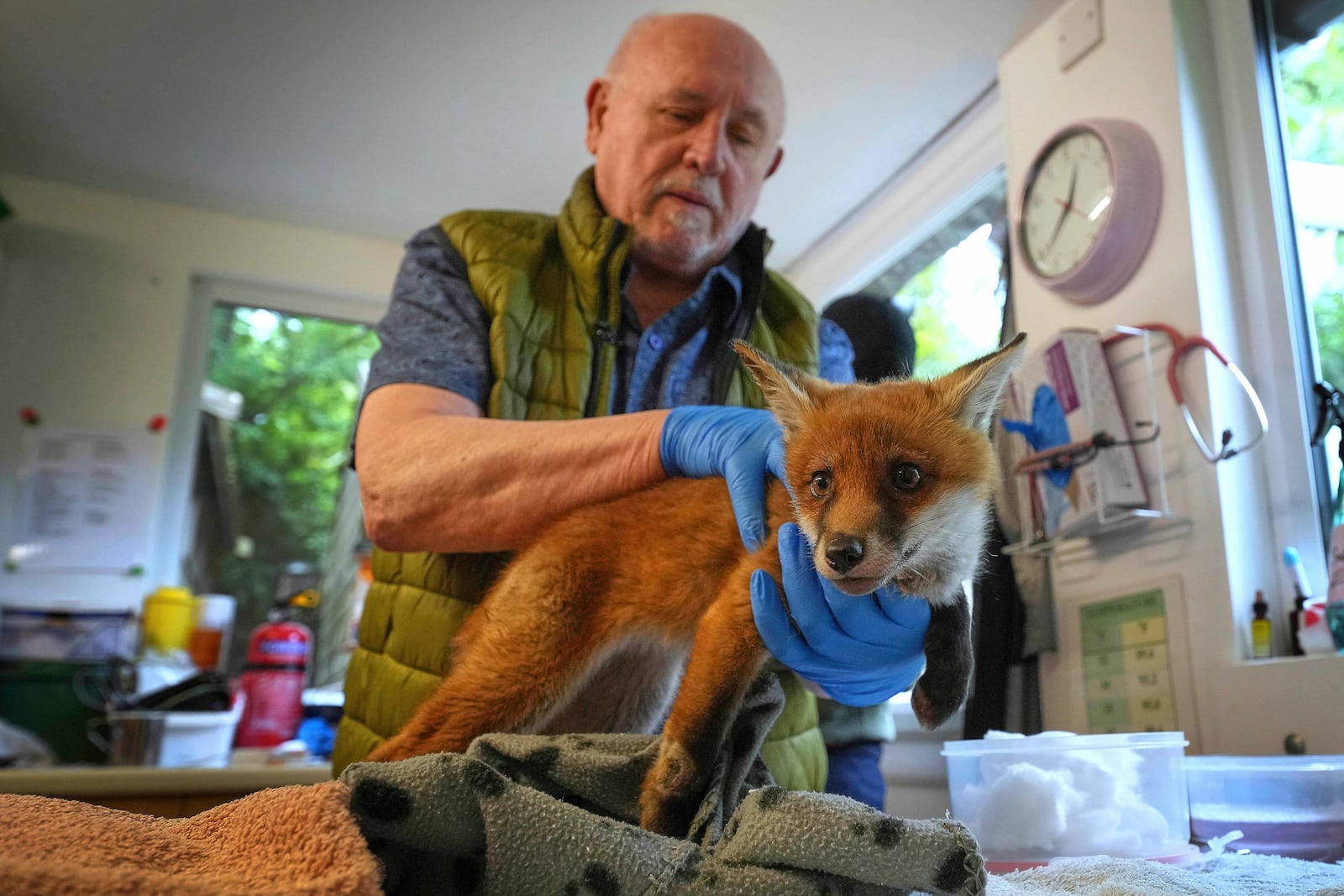 Trevor Williams examines a fox that has been taken into hospital by The Fox Project near Tonbridge, England, Thursday, May 22, 2025.(AP Photo/Frank Augstein)