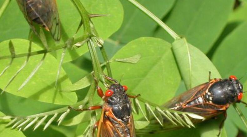 Periodical cicadas are expected to hatch in southeast Ohio this summer. FILE