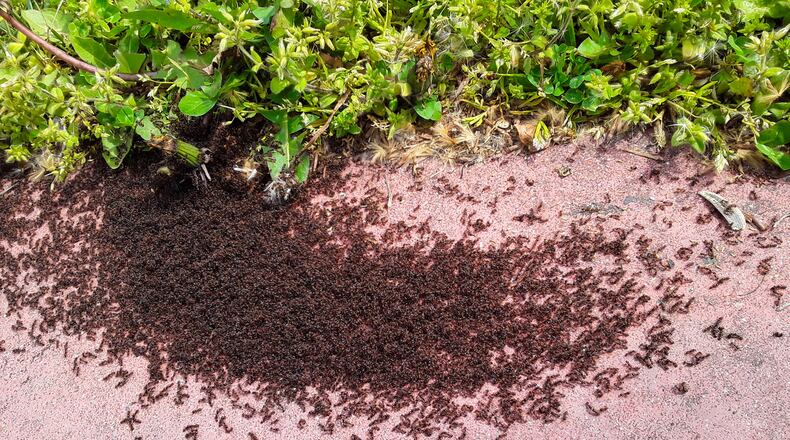 A swarm of ants. iSTOCK/COX