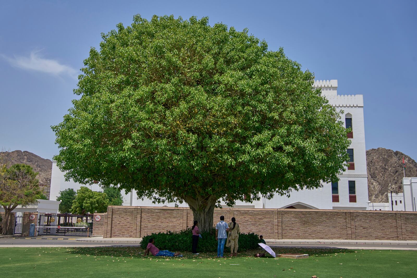 A family enjoys a moment under the shade of a large tree in Muscat, Oman, Friday, April 25, 2025. (AP Photo/ Fatima Shbair)