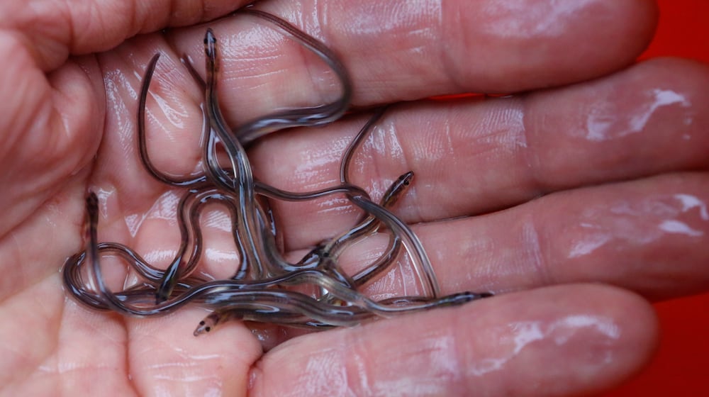 FILE - In this May 25, 2017 file photo, baby eels, also known as elvers, are held in Brewer, Maine. (AP Photo/Robert F. Bukaty, File)