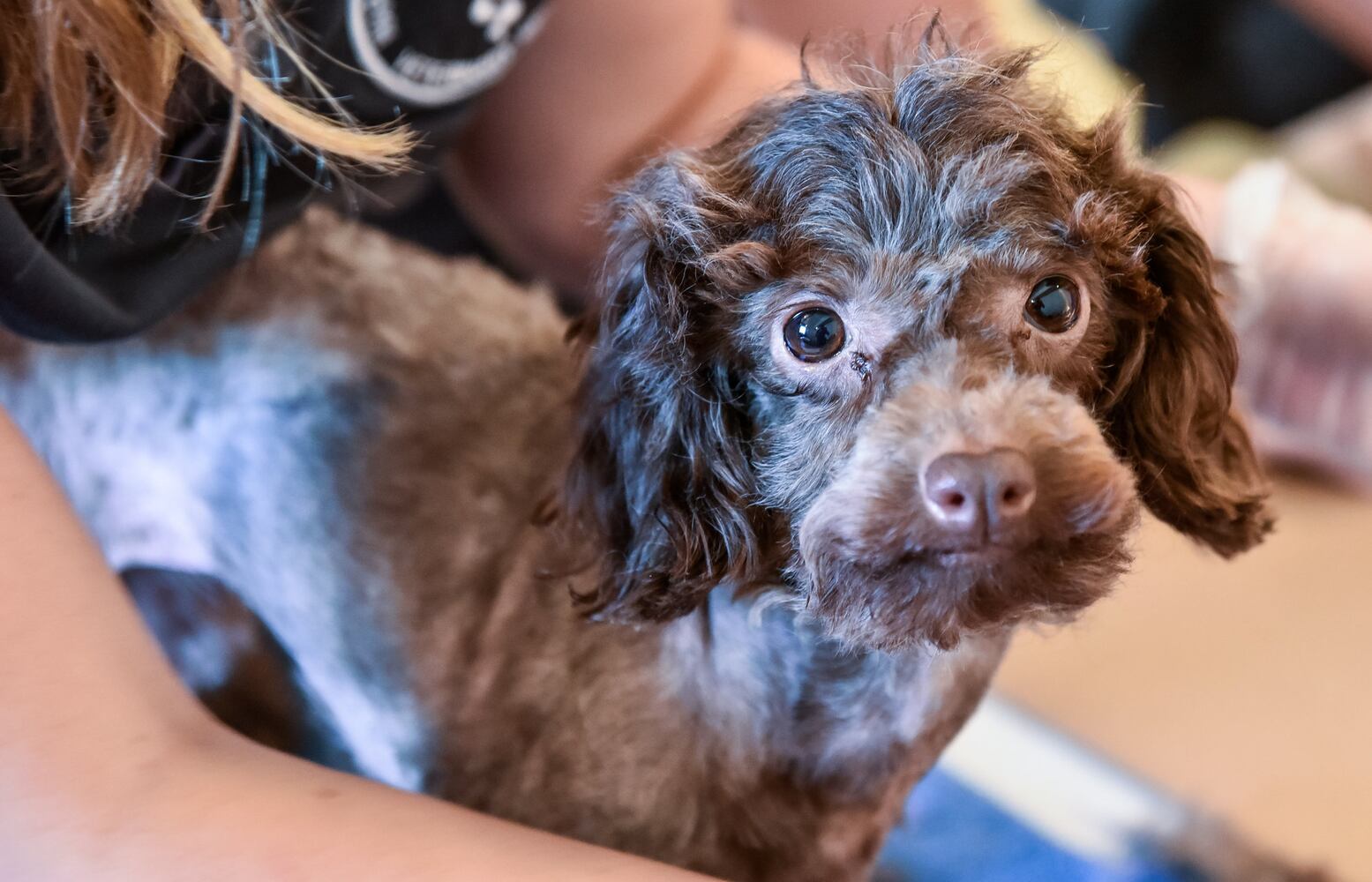 Humane Society of Warren County caring for 111 rescued poodles